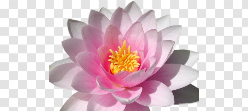 Lilium Pink Flowers Desktop Wallpaper Nymphaea Alba - Aquatic Plant - Flower Transparent PNG