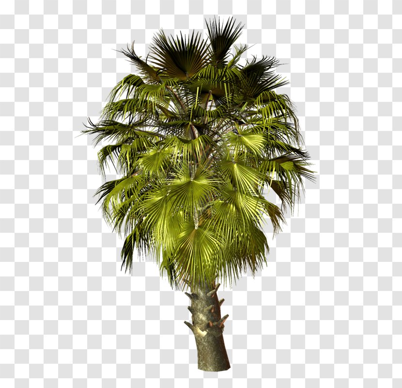 Asian Palmyra Palm Trees Babassu Coconut - Attalea Speciosa - PALMERA Transparent PNG