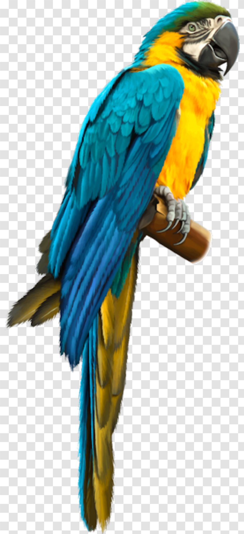 Bird Blue-and-yellow Macaw Amazon Parrot Parrots Transparent PNG