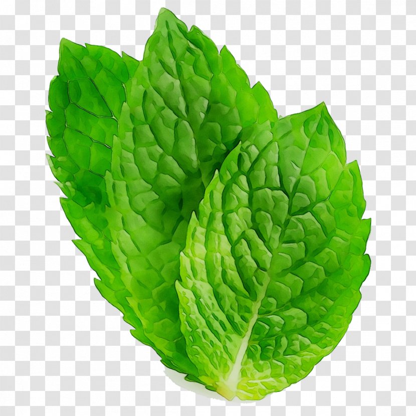 Chemistry 0 Romaine Lettuce Milk Spring Greens - Pest - Plant Transparent PNG