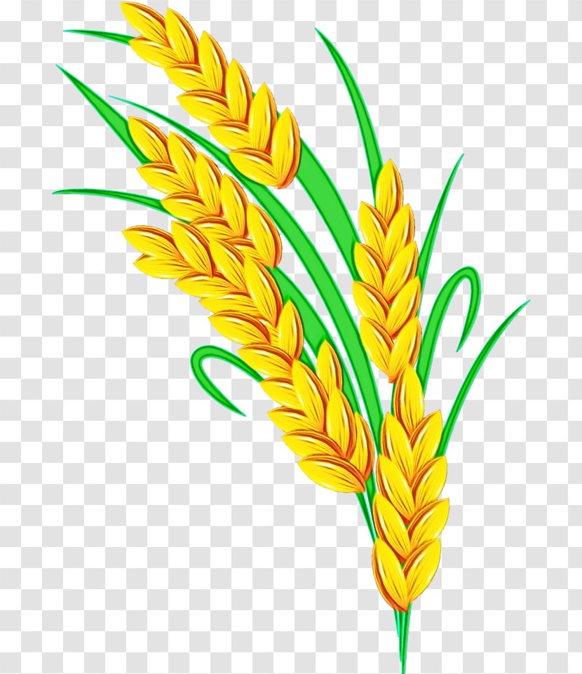 Drawing Of Family Food Grain Millet Whole Transparent PNG