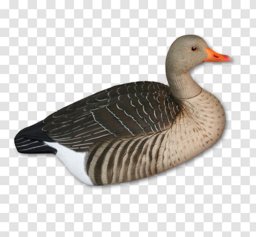 Mallard Goose Duck Hunting Bird - Cartoon Transparent PNG