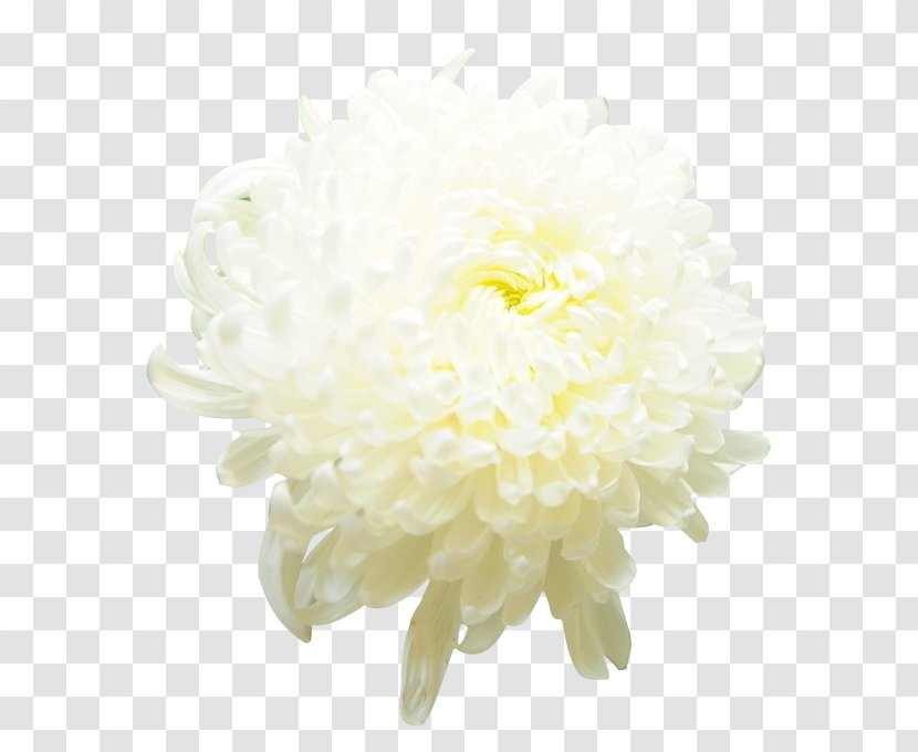 Chrysanthemum Xd7grandiflorum Cut Flowers Icon - Floral Design - Picture Material Transparent PNG