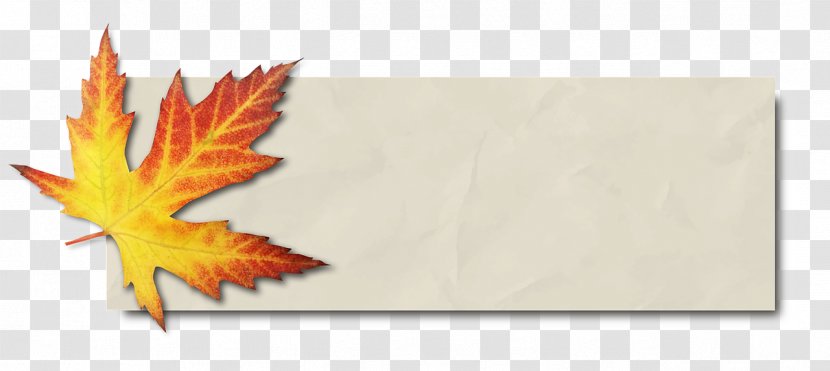 Maple Leaf Autumn Color Bàner Image - Photography Transparent PNG