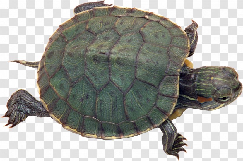 Turtle Pet Tortoise Reptile Red-eared Slider - Common Snapping Transparent PNG