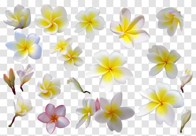 Plant DeviantArt Flower - Herbaceous - Frangipani Transparent PNG