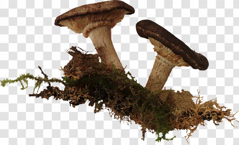 Mushroom Mindmegette わいせつ物頒布等の罪 Shiitake Yakiniku - Ji%c3%a0ng Transparent PNG