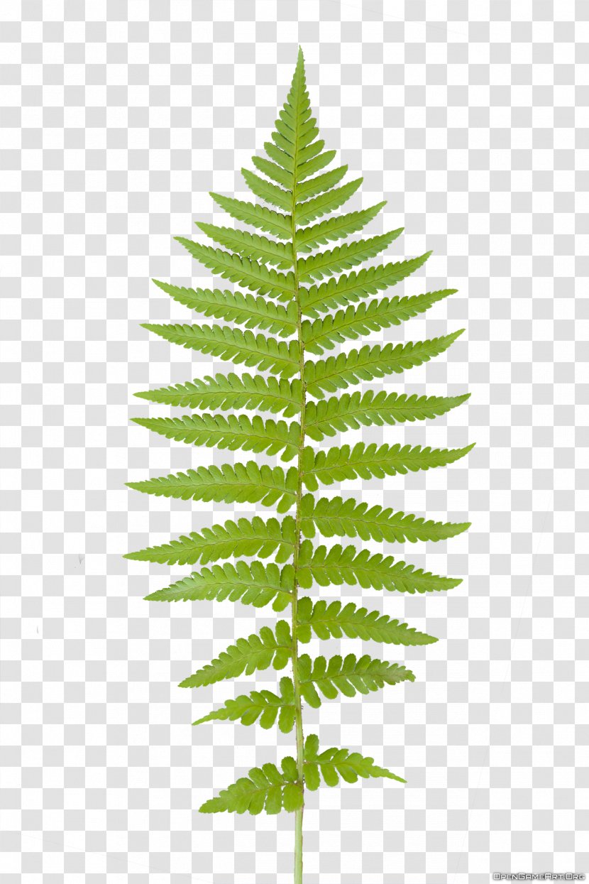 Red Maple Cedrus Libani Leaf Fern Tree - Conifer - Ferns Image Transparent PNG