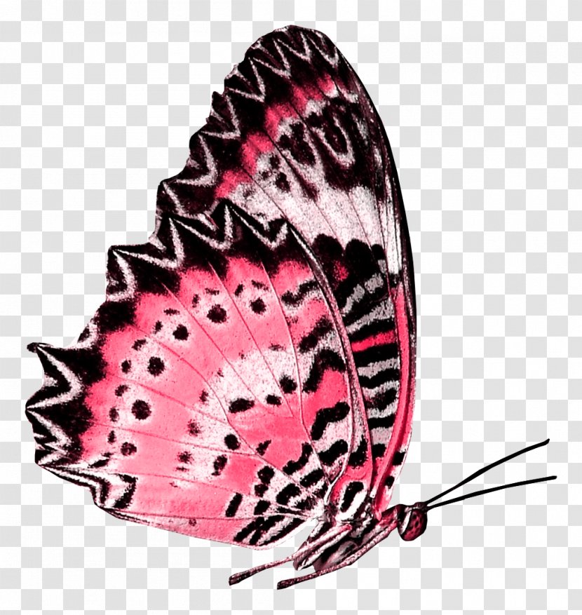 Butterfly - Moths And Butterflies - Animation Transparent PNG