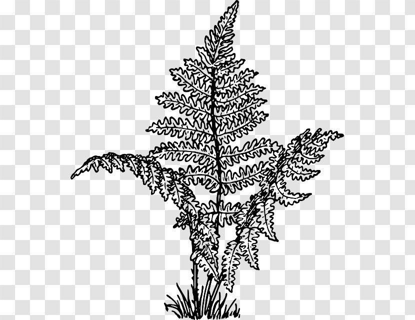 Where The Red Fern Grows Coloring Book Plant - Fir - Lush Trees Transparent PNG