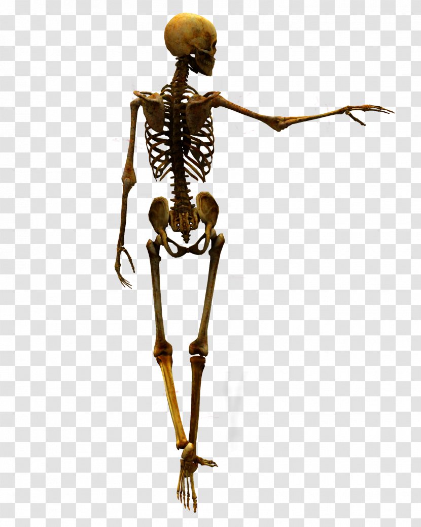 DeviantArt Stock Skull - Photography - Bones Transparent PNG