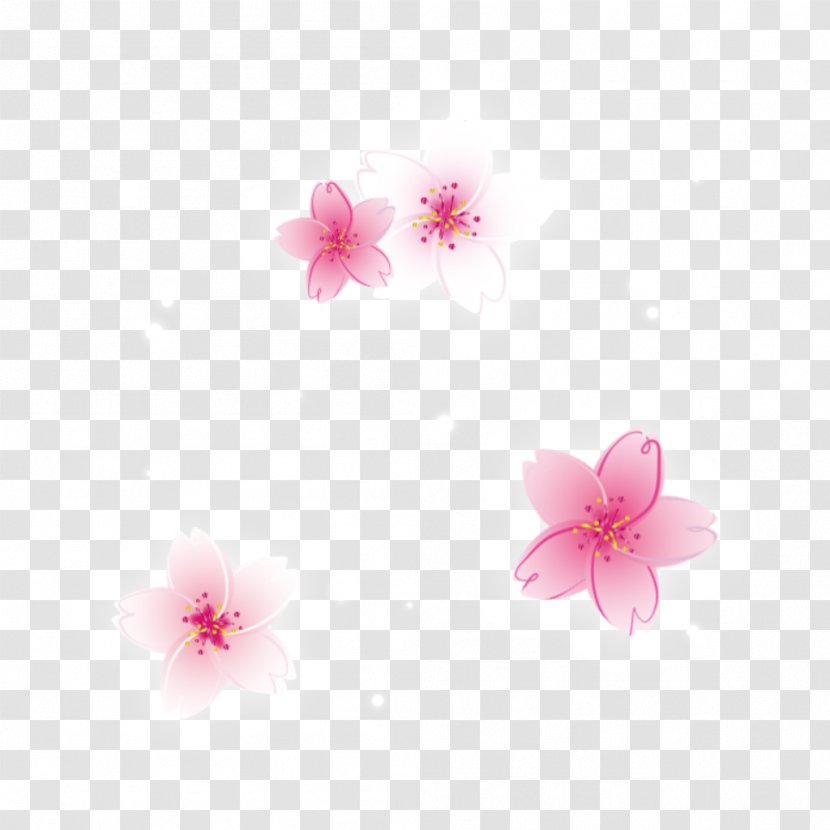 Cherry Blossom ST.AU.150 MIN.V.UNC.NR AD Desktop Wallpaper Pink M - Sparklers Flower Ground Bloom Transparent PNG