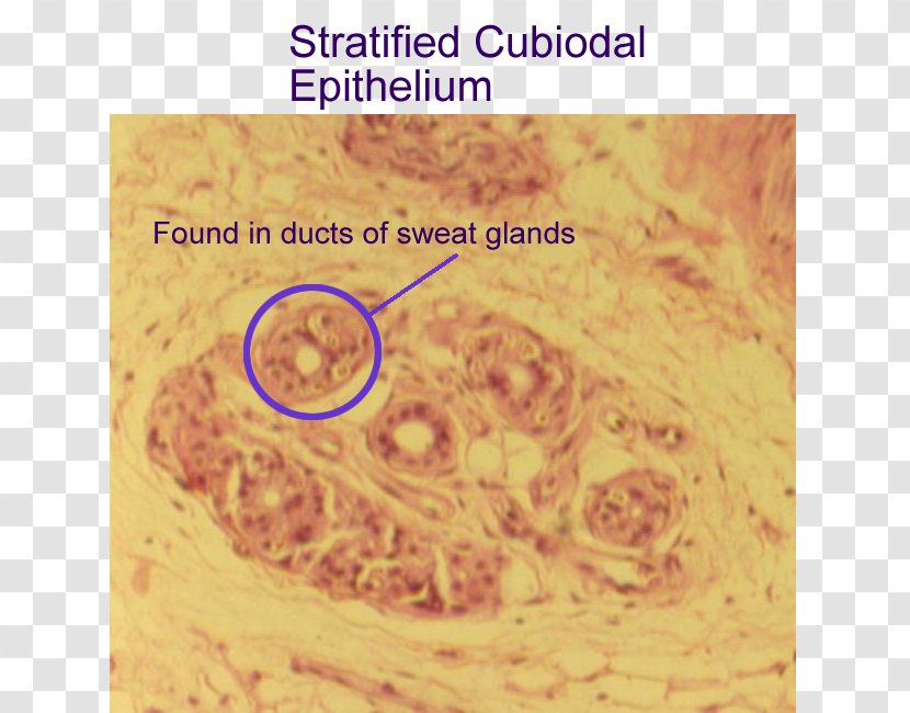 Stratified Cuboidal Epithelium Simple Tissue Columnar - Sweat Gland Transparent PNG