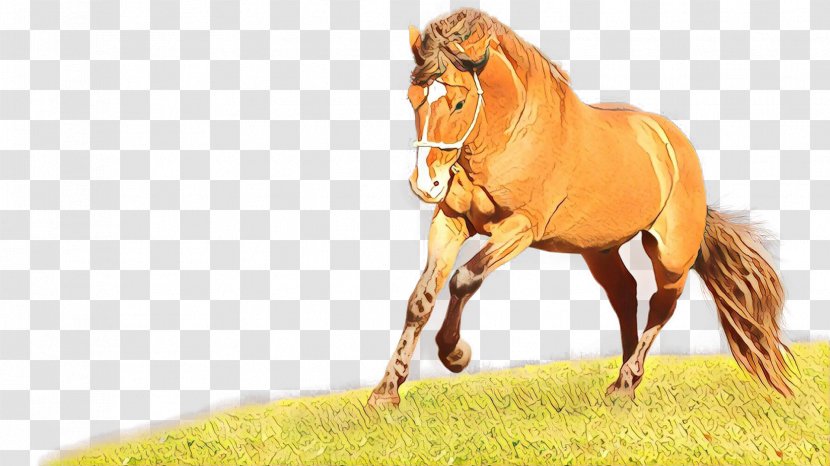 Cartoon Grass - Pony - Colt Przewalskis Horse Transparent PNG