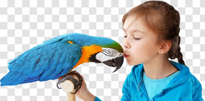 Parrot Pet Macaw Dog Cat - Blueandyellow - CRANE BIRD Transparent PNG