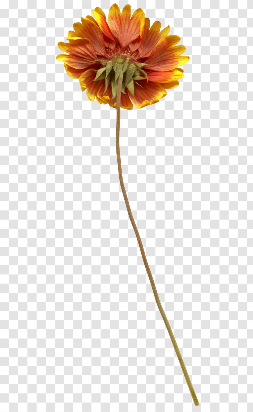 Transvaal Daisy Cut Flowers Plant Stem Petal Transparent PNG