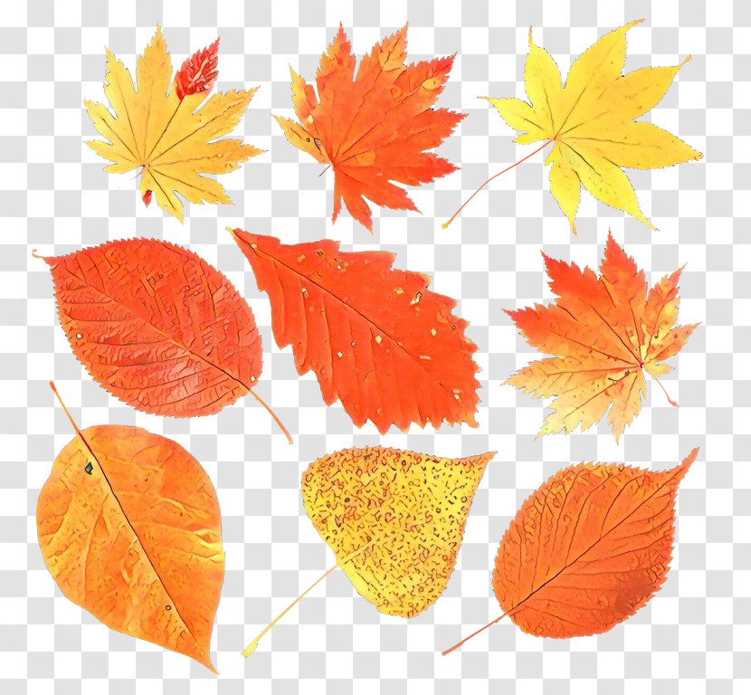 Maple Leaf - Cartoon - Flowering Plant Deciduous Transparent PNG