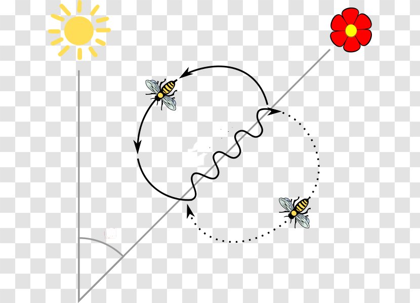 Western Honey Bee Insect Round Dance - Pollination Transparent PNG