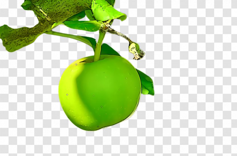 Green Plant Food Fruit Leaf - Flower Vegetable Transparent PNG