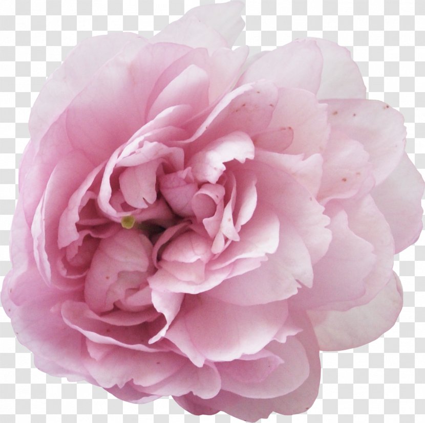 Perfume Peony Parfumerie Musk - Petal - Moutan Transparent PNG