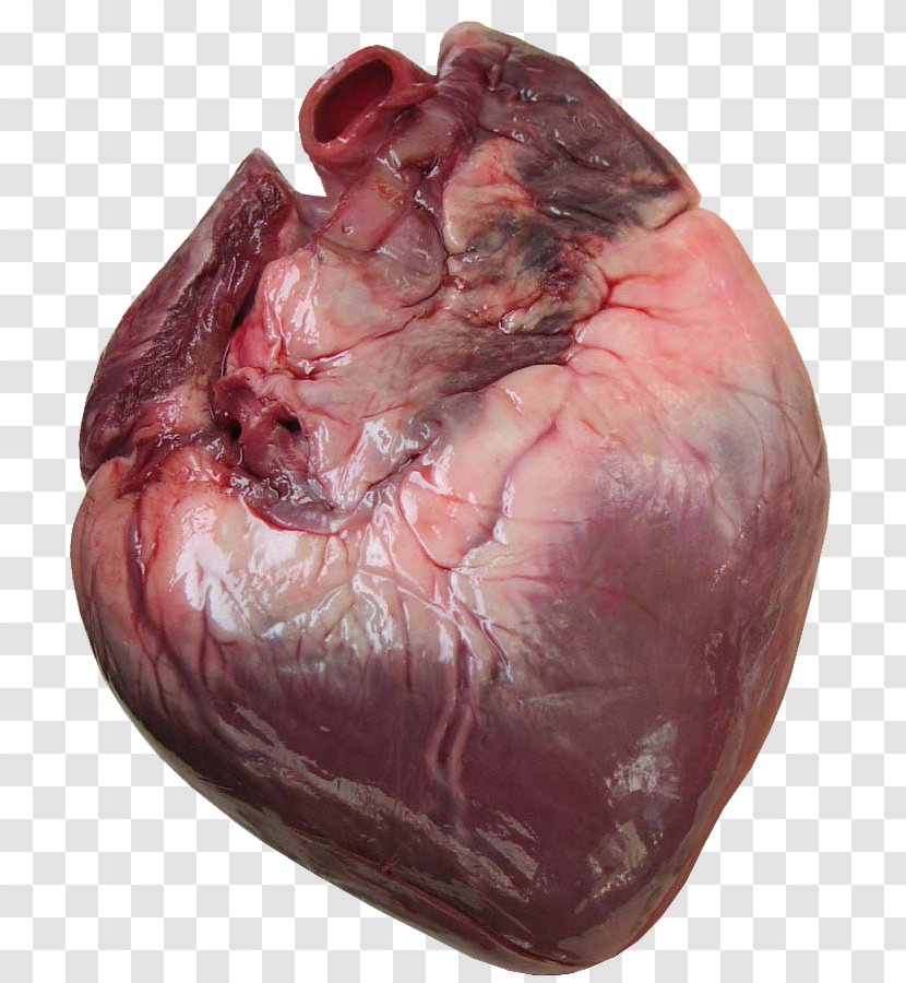 Heart Anatomy Human Body Cardiac Muscle Clip Art - Cartoon Transparent PNG