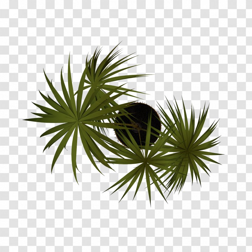 Plant Arecaceae Tree - Grass - Arboles Transparent PNG