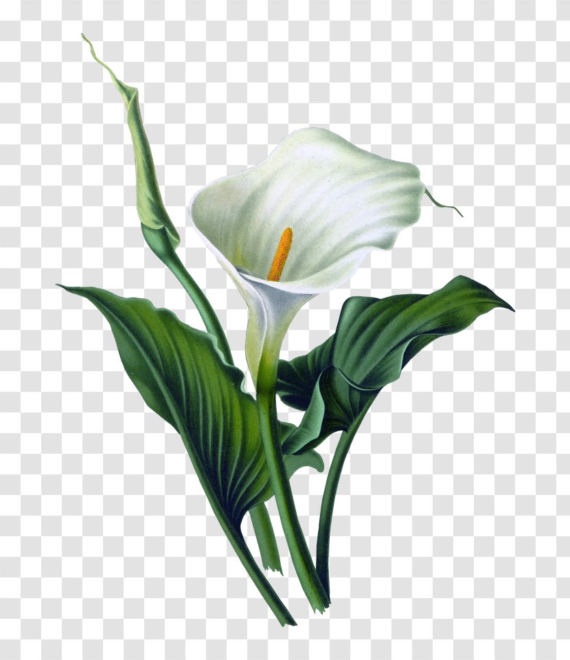 Arum-lily Drawing Flower Canvas - Painting - Lily Transparent PNG