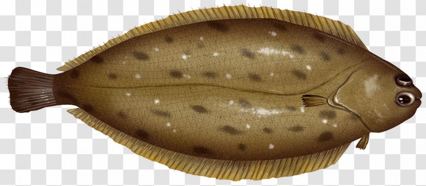 Flounder Rock Sole Flatfish Foot - Organism - Digit Transparent PNG