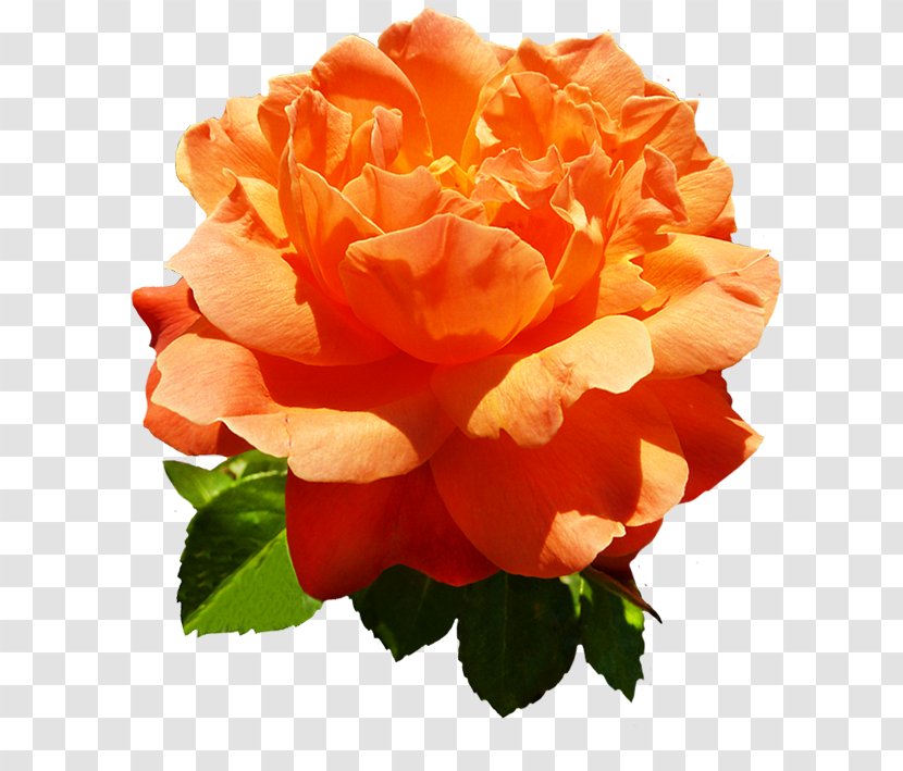 Centifolia Roses Flower Orange Garden - China Rose Transparent PNG