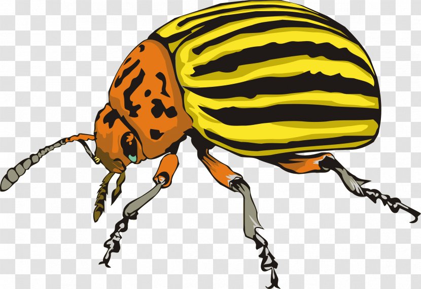 Colorado Potato Beetle Weevil Ladybird Rhinoceros Beetles Clip Art - Scarabs - Spearmen Illustration Transparent PNG