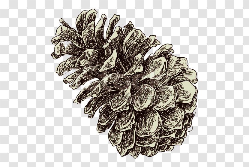 Conifer Cone Drawing Pinus Nigra - Croquis - Pencil Transparent PNG