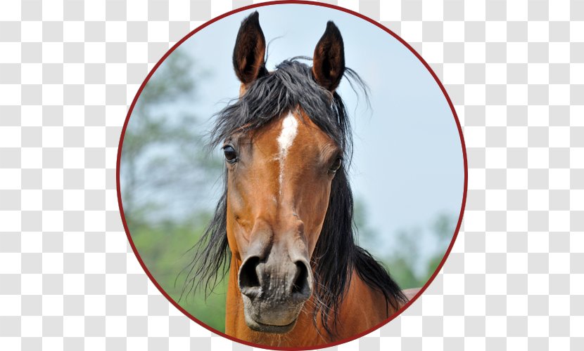 Mustang Stallion Pony Veterinarian Rein Transparent PNG