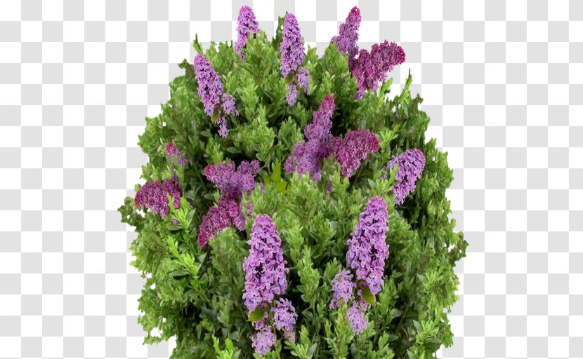 Flower Lilac Purple Violet Lavender - Shrub Transparent PNG