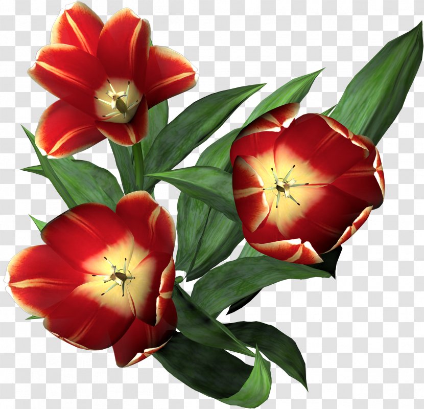 Tulip Flower Clip Art - Cut Flowers - Gazania Transparent PNG