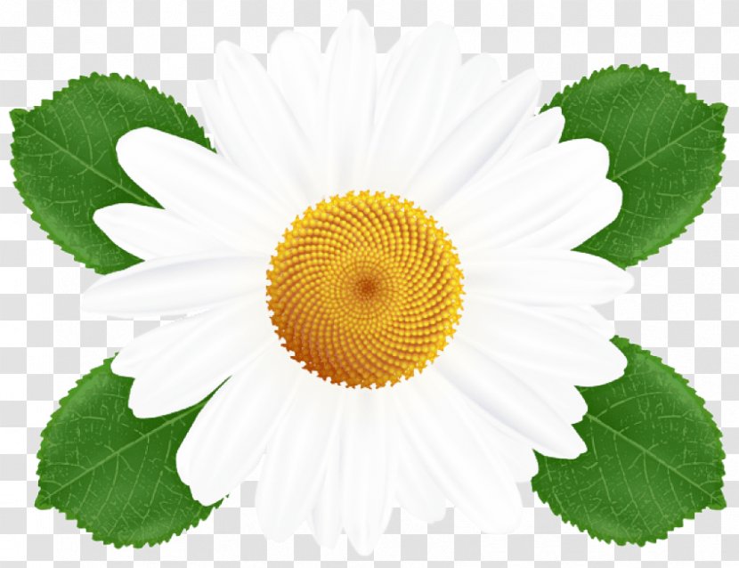 Flower Plant Leaf Flowering Petal - Wildflower Annual Transparent PNG