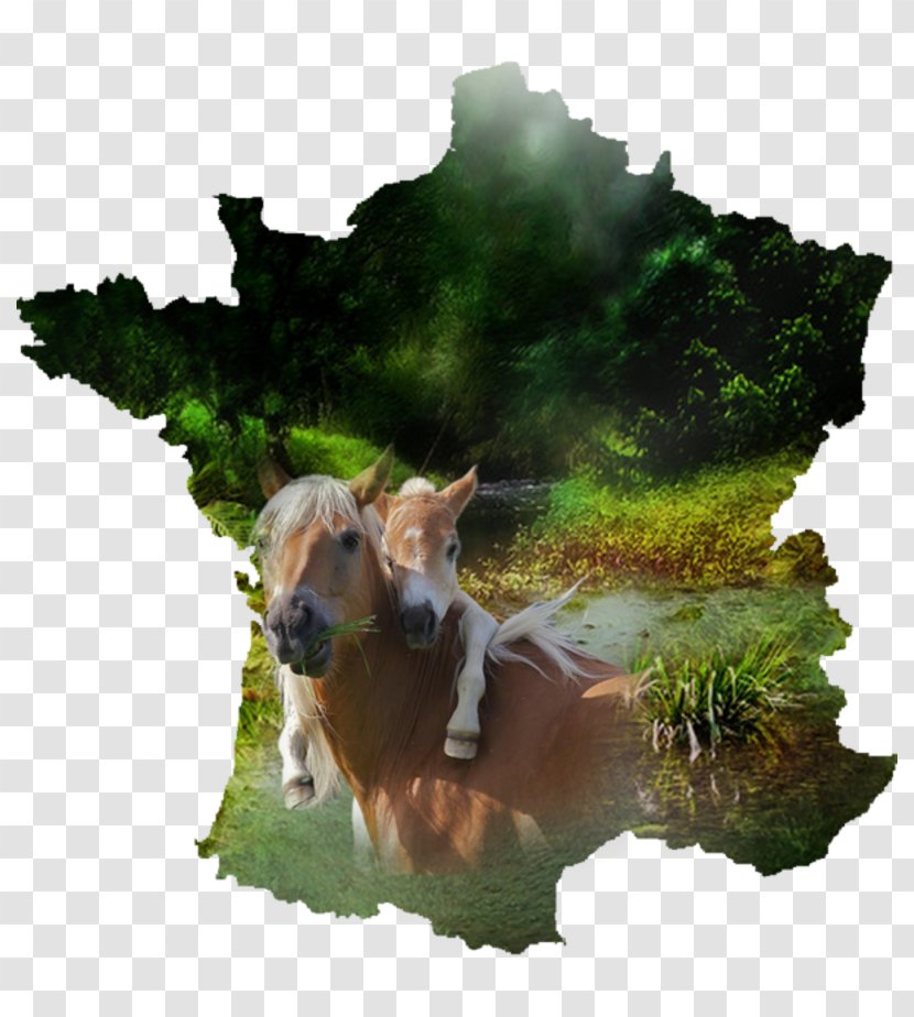 France Vector Graphics Royalty-free Map Image - Deer Transparent PNG