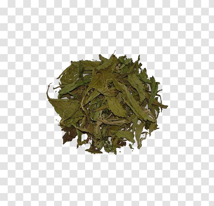 Green Tea Candyleaf Stevia Herb - Oolong Transparent PNG