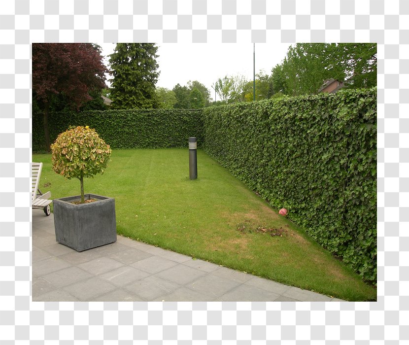 Hedge Wall Common Ivy Fence Garden Transparent PNG