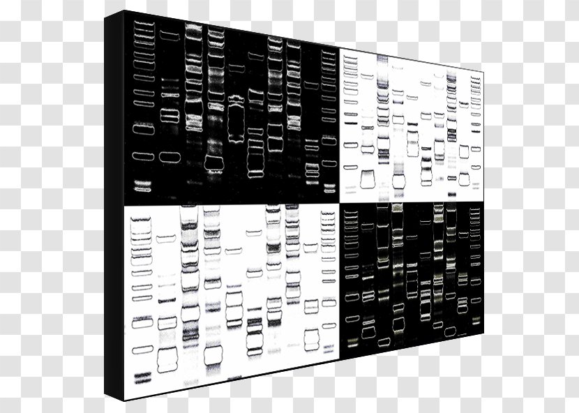 Dynamic DNA Labs Eye Color Font - Black And White - Dna Day Transparent PNG