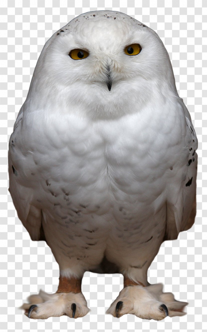 Snowy Owl Bird Clip Art - Pixabay - Birds Transparent PNG