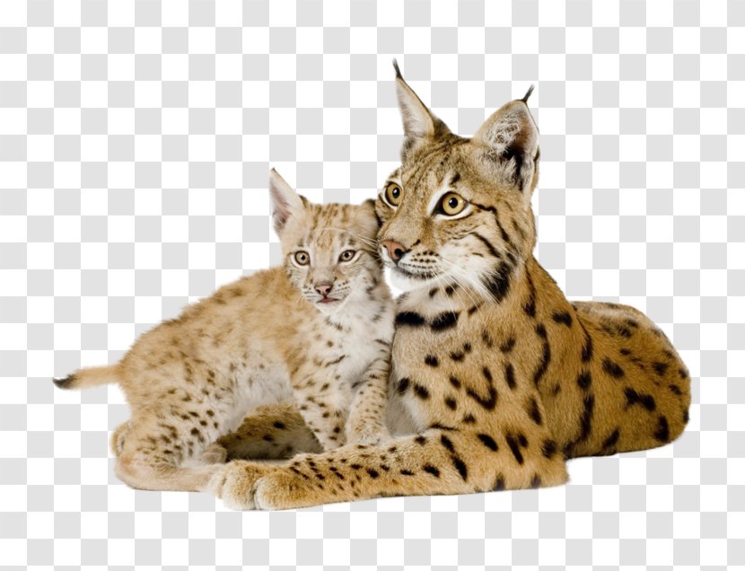 Eurasian Lynx Felidae Tiger Desktop Wallpaper Vertebrate - Terrestrial Animal Transparent PNG