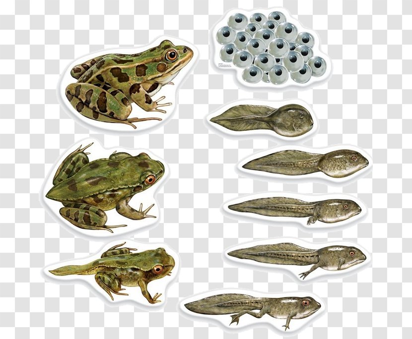 Frog Butterfly Biological Life Cycle Biology Amphibian - Tadpole Transparent PNG