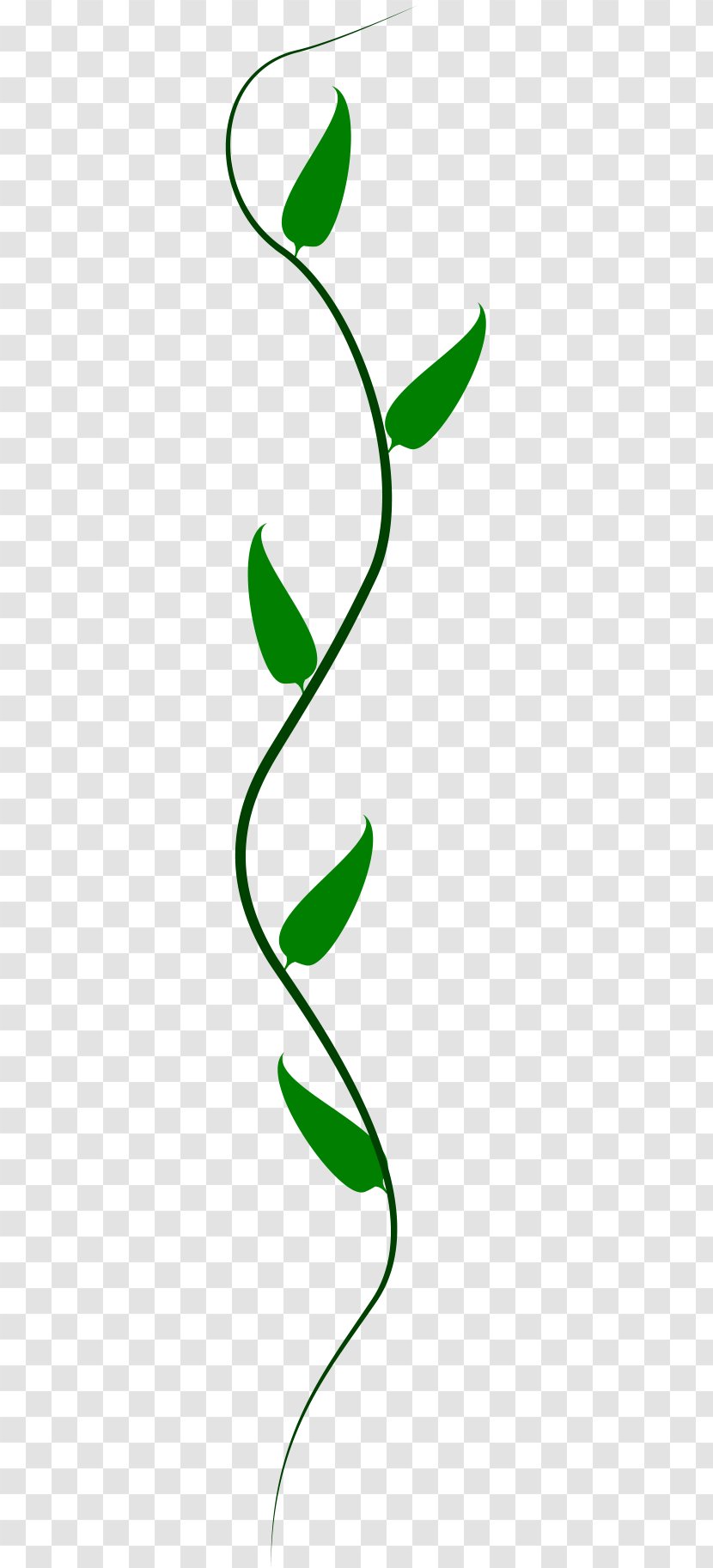 Vine Drawing Clip Art - Botany - Artwork Transparent PNG