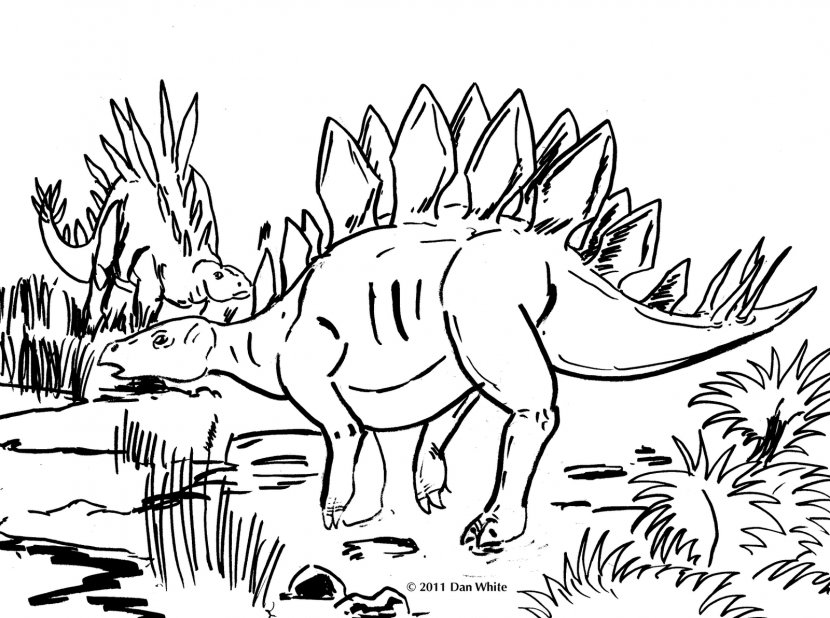 Stegosaurus Tyrannosaurus Dinosaur Pictures Coloring Book - Black And White - Outline Transparent PNG