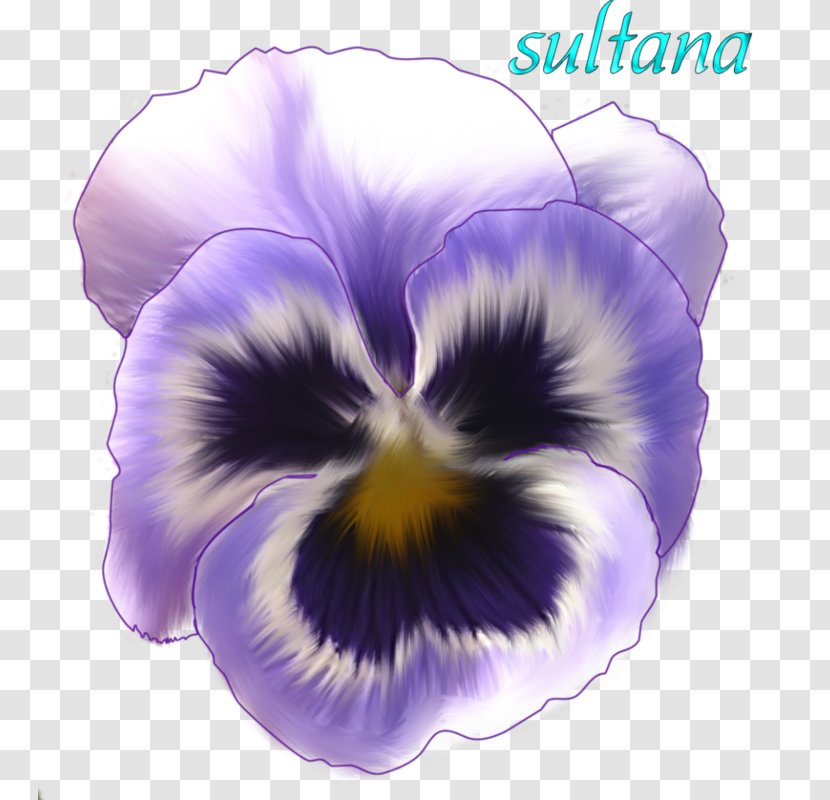 Purple Watercolor Flower - Quotation - Paint Morning Glory Transparent PNG