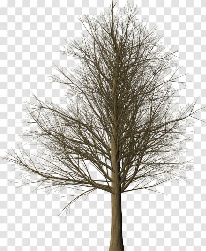 Larch Branch Tree Twig Transparent PNG