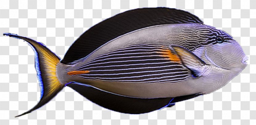 Marine Biology Sohal Surgeonfish - Seafood - Fish Transparent PNG