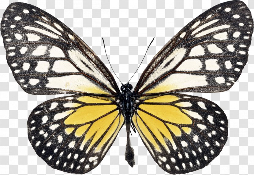 Swallowtail Butterfly Morpho Rhetenor Black - Parantica Aspasia Transparent PNG