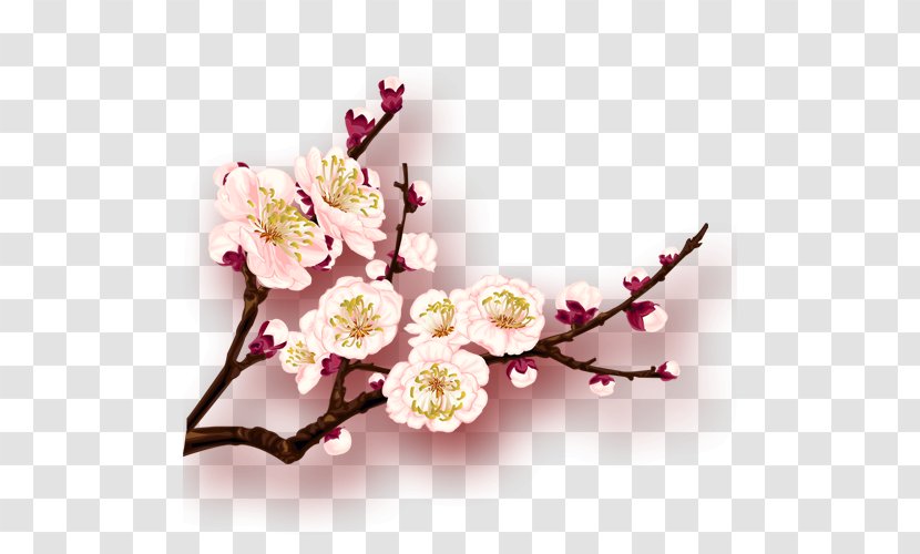 China Plum Blossom - Flower Transparent PNG