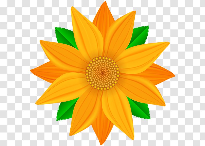 Common Sunflower Clip Art - Orange - Flower Transparent PNG